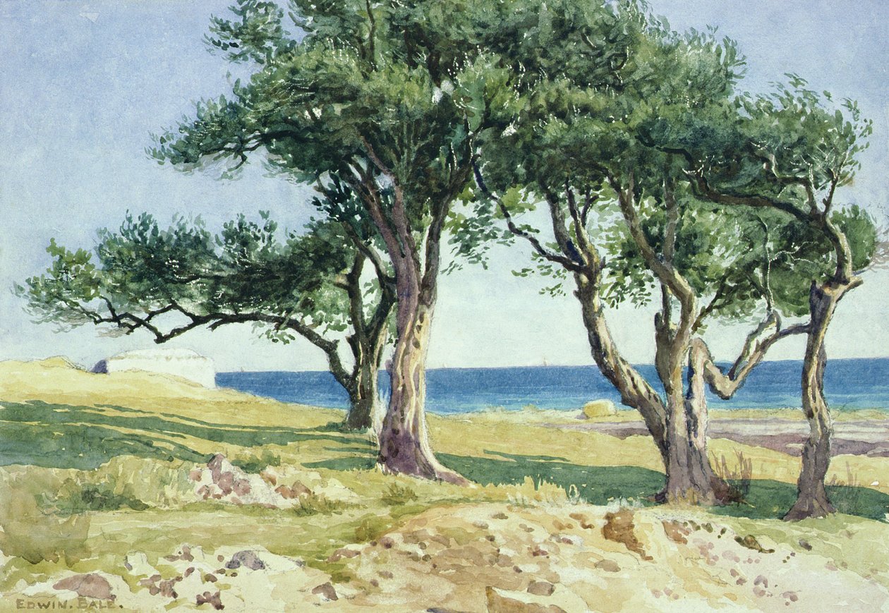 Vecchi ulivi, Bordighera da Edwin Bale
