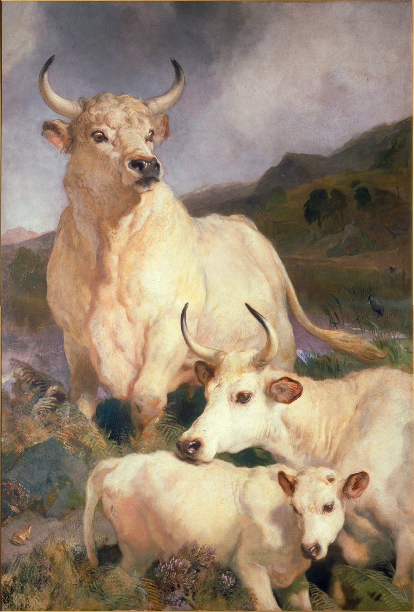 Bovini selvatici di Chillingham, Northumberland, c.1867 da Edwin Landseer