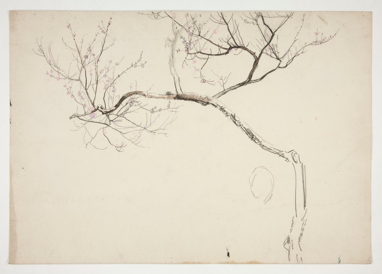Schizzo di un albero in fiore da Edwin Austin Abbey