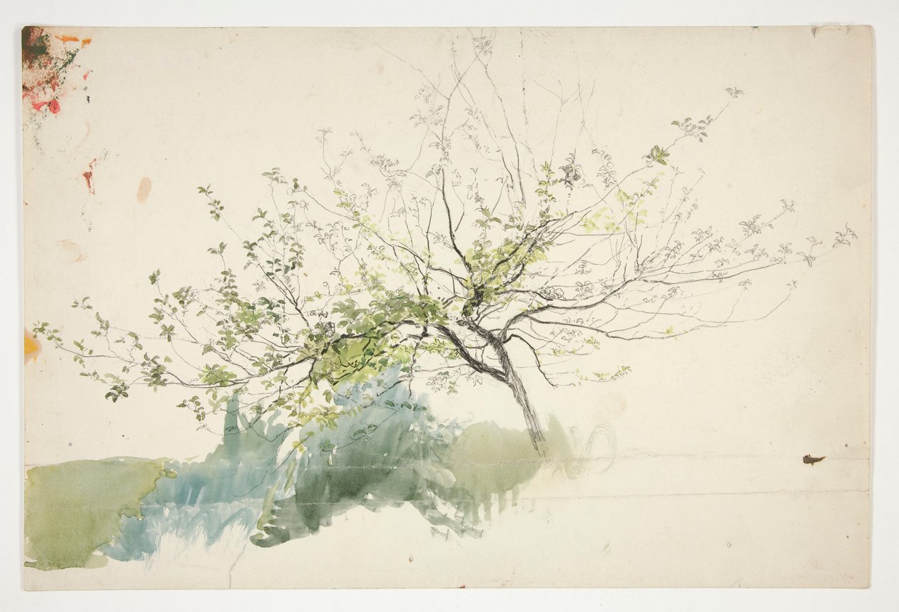 Schizzo di un albero da Edwin Austin Abbey