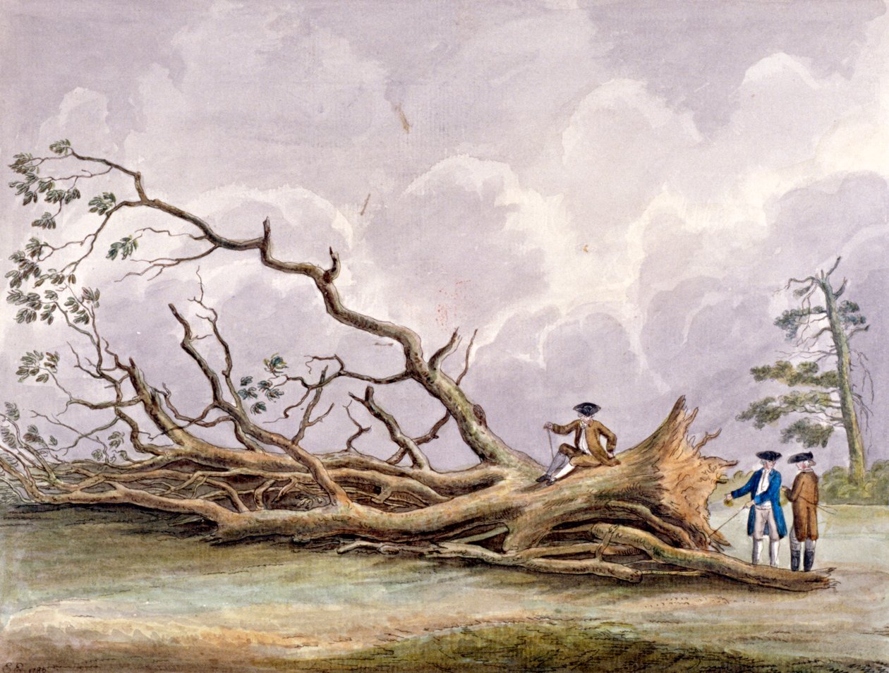 Alberi danneggiati da una tempesta del 15 ottobre, Roehampton, Londra da Edwin Edwards