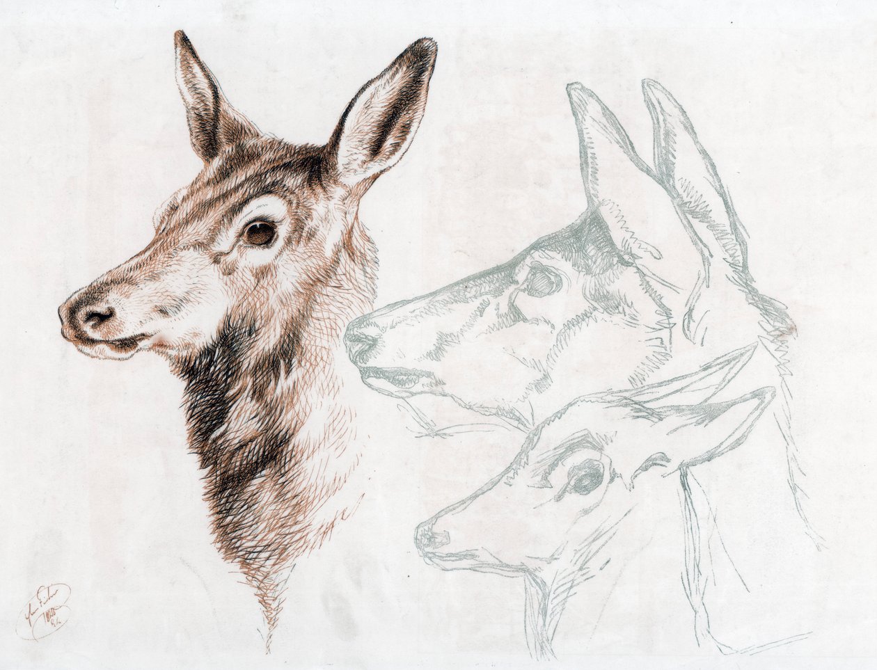 Facsimile di un disegno di Sir E Landseer, 1874 da Edwin Landseer