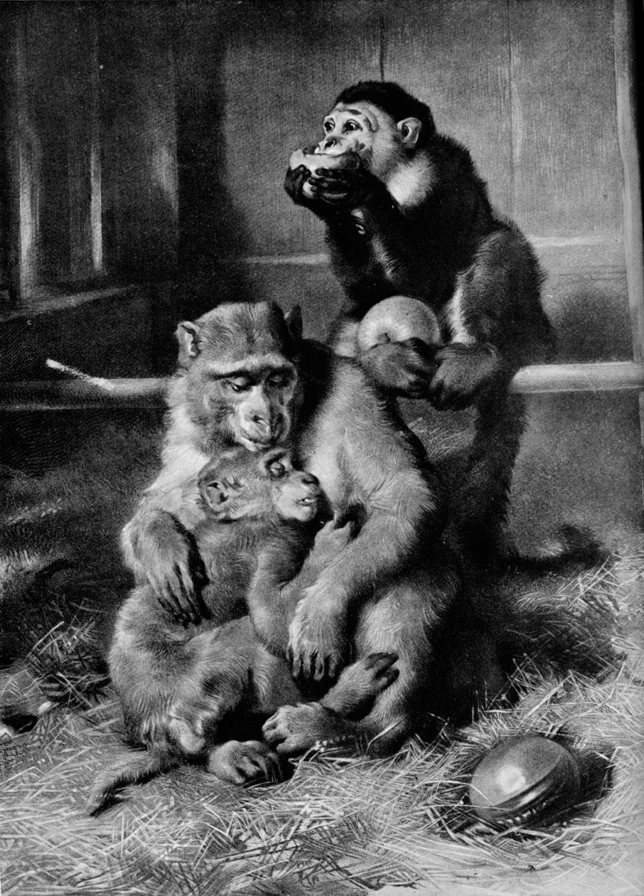 La scimmia malata da Edwin Landseer