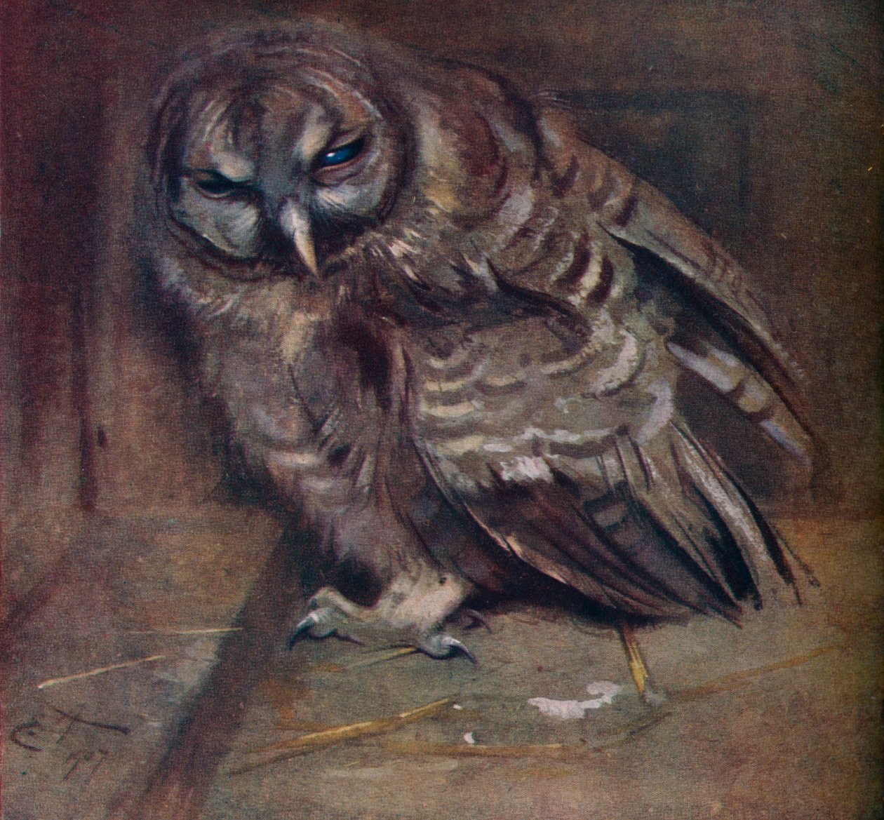 Un giovane gufo bruno da Edwin John Alexander