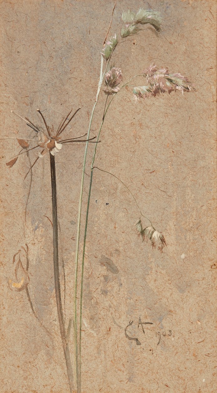 Erba cocksfoot da Edwin John Alexander