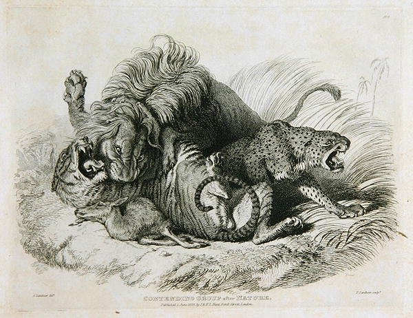 Gruppo contendenti dalla natura, tavola 6 da Venti incisioni di leoni, tigri, pantere e leopardi... inciso da Thomas Landseer, 1823 da Edwin after Landseer