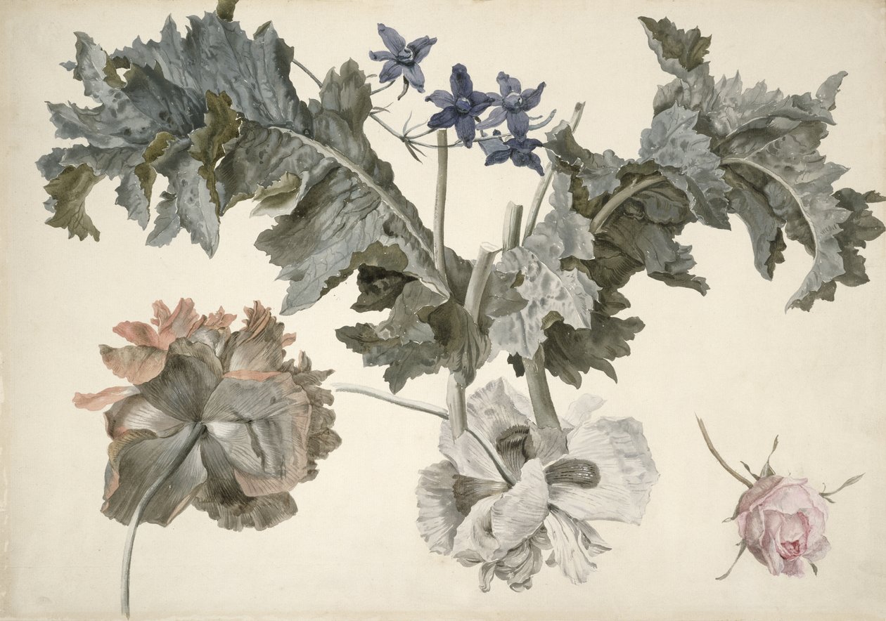 Papaveri da oppio a doppio fiore, foglie di papavero, delphinium e un bocciolo di rosa da Eelke Jelles Eelkema