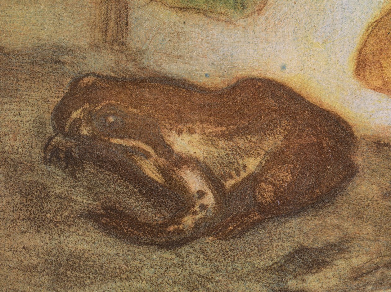 Rana con calta palustre da Eero Järnefelt