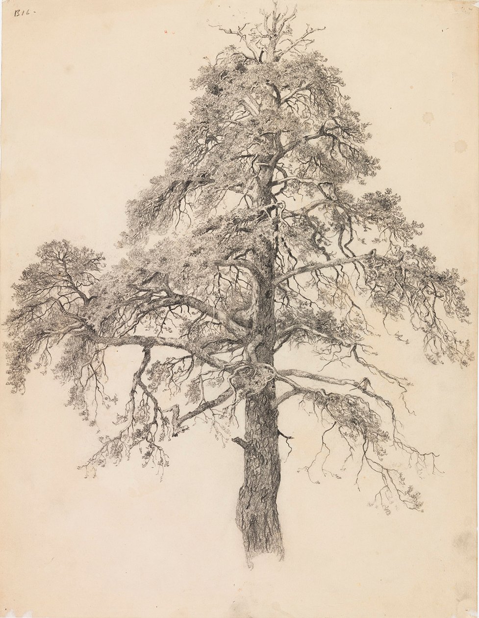 Cima di pino da Eero Järnefelt