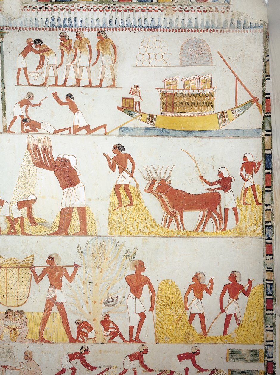Barca e scene di raccolta, trasporto e lavorazione del grano, affresco, ala sud, camera trasversale, Tomba Tebana TT69, Sheikh Abd el-Qurna, Tebe (Patrimonio dell