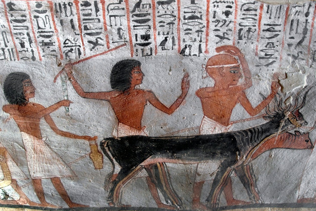 Antichità egizia: personaggi che conducono teste di bestiame. Dipinto della Tomba di Roy (TT255). XVIII dinastia. Dalla riva occidentale di Luxor, Egitto da Egyptian 18th Dynasty