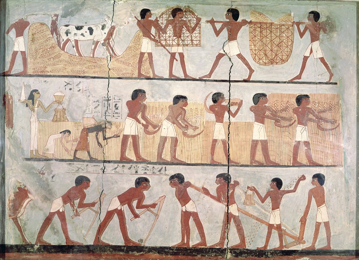 Scene di semina e raccolto, dalla Tomba di Unsou, Tebe Orientale, Nuovo Regno (c.1555-1080 a.C.) da Egyptian 18th Dynasty