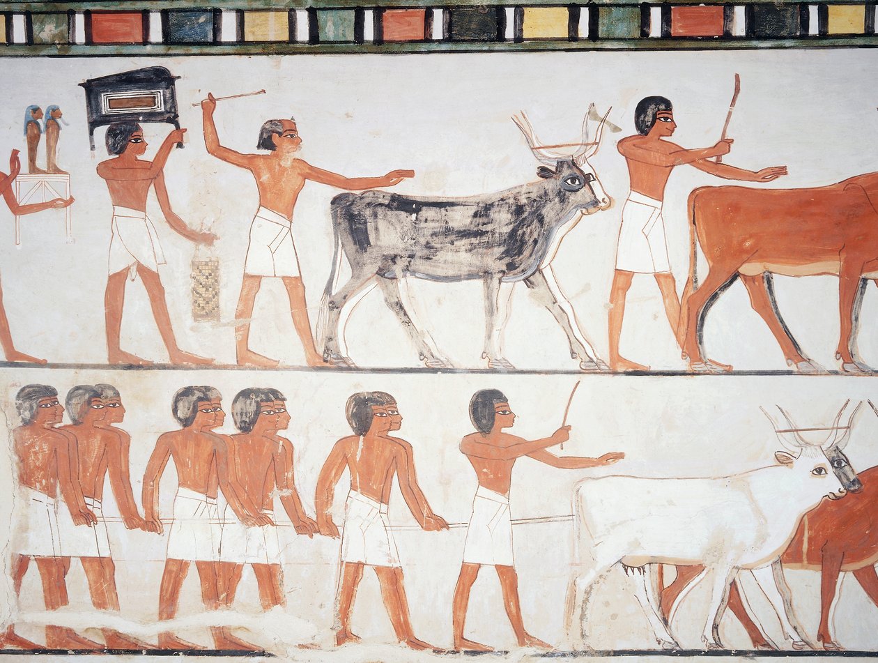 Pastori e bestiame, affresco, parete sud, camera longitudinale, Tomba Tebana TT69, Sheikh Abd el-Qurna, Tebe (Lista del Patrimonio Mondiale dell