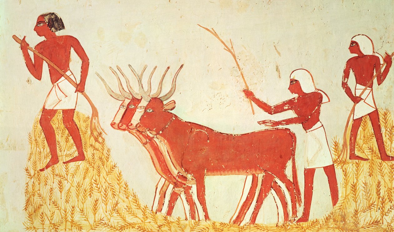 Uso delle mucche per trebbiare il grano, dalla Tomba di Menna, Nuovo Regno da Egyptian 18th Dynasty