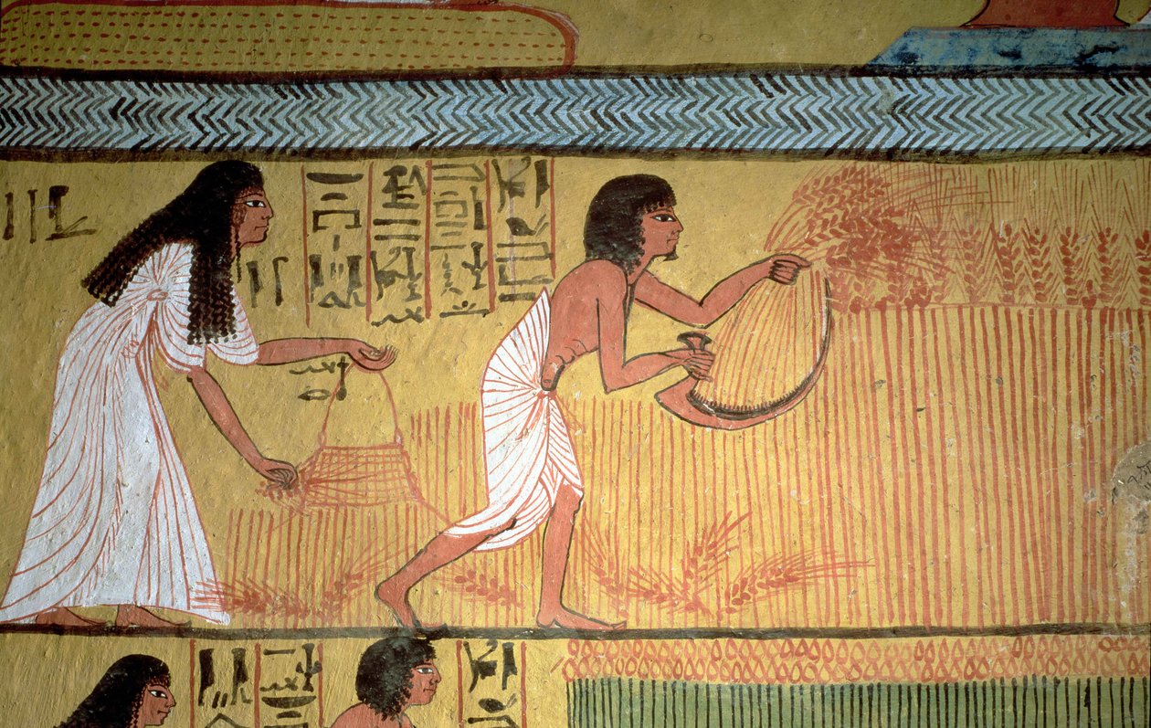 (dettaglio) di una scena di raccolto sulla parete est, dalla tomba di Sennedjem, Il Villaggio dei Lavoratori, Nuovo Regno da Egyptian 19th Dynasty
