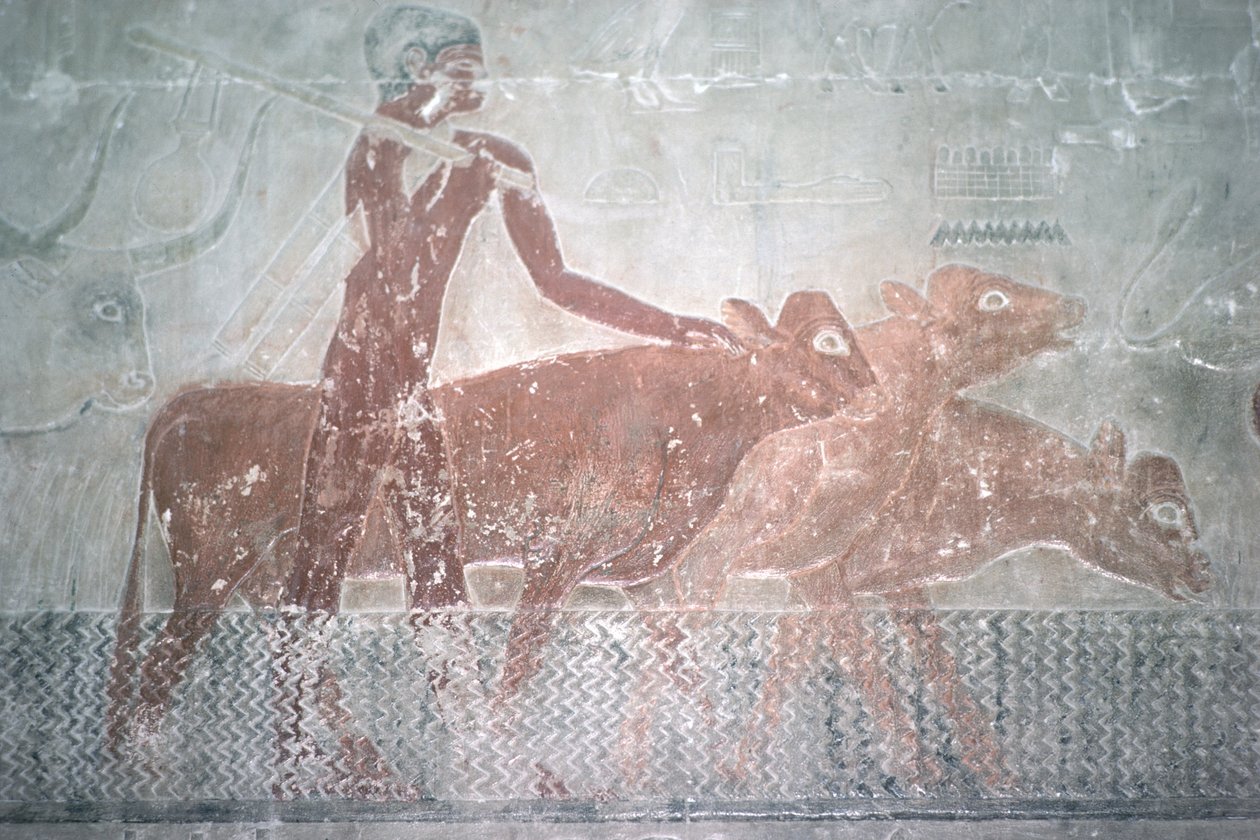 Bovini che attraversano un canale nella Cappella Mastaba di Ti, Antico Regno da Egyptian 5th Dynasty