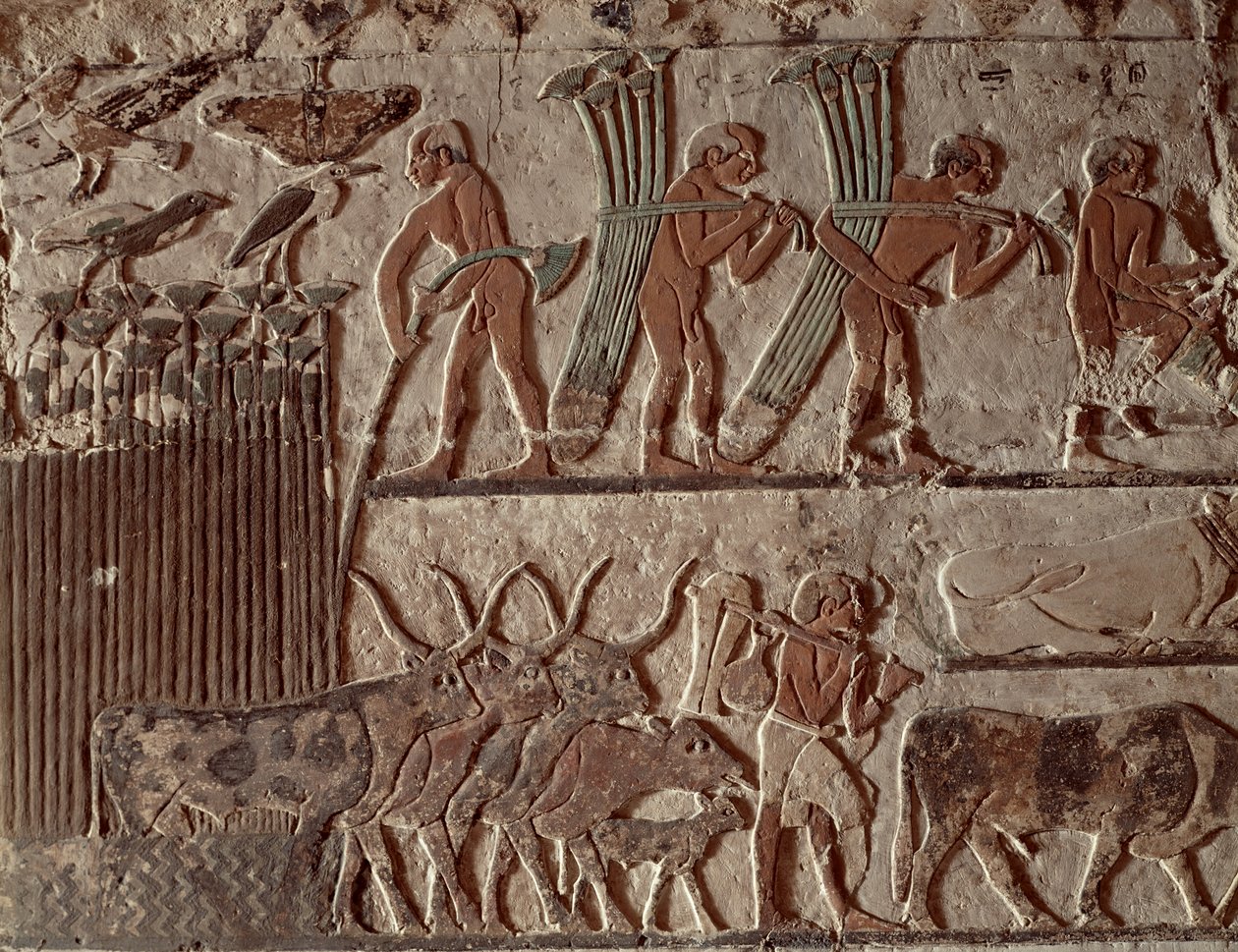 Raccolta di papiro e un gruppo di mucche, Antico Regno (affresco) da Egyptian 5th Dynasty
