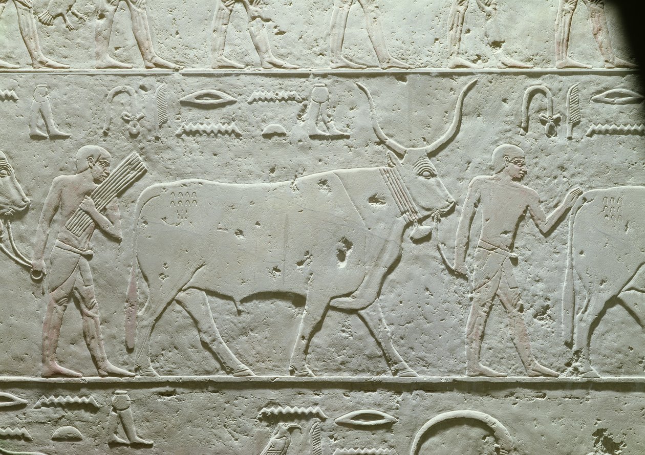 Mandriano che guida un toro, dettaglio dalla Mastaba di Akhethotep, da Saqqara, Antico Regno, c.2500 a.C. da Egyptian 5th Dynasty