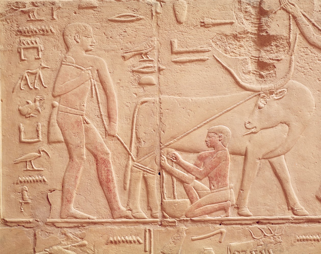 Rilievo raffigurante un uomo che munge una mucca, dalla Mastaba di Kagemni, Antico Regno (calcare dipinto) da Egyptian 6th Dynasty