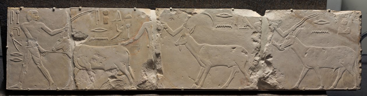 Rilievo di uomini che portano animali del deserto, c.2311-2281 a.C. da Egyptian 6th Dynasty