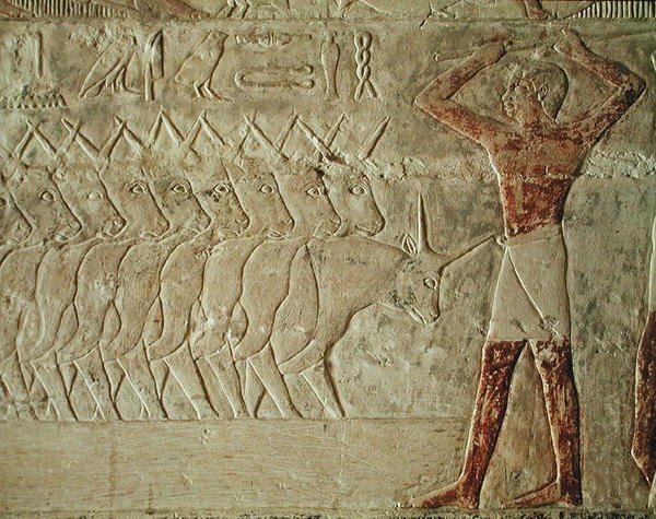 Rilievo che raffigura un mandriano che incoraggia un gruppo di bovini, dalla Mastaba di Mereruka, Antico Regno da Egyptian 6th Dynasty Egyptian 6th Dynasty