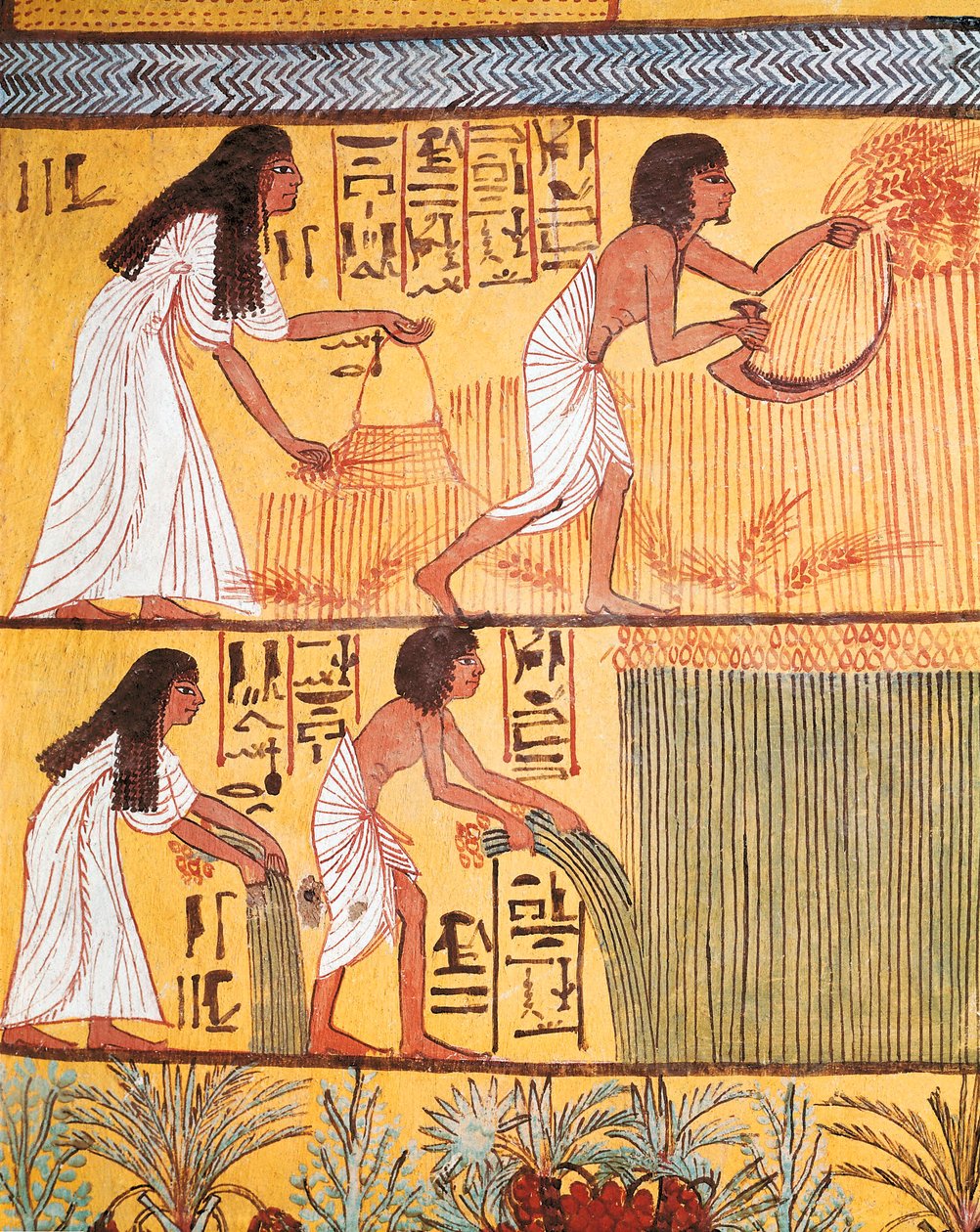 Dettaglio di una scena di raccolta sul Muro Est, dalla Tomba di Sennedjem, Il Villaggio dei Lavoratori da Egyptian Egyptian