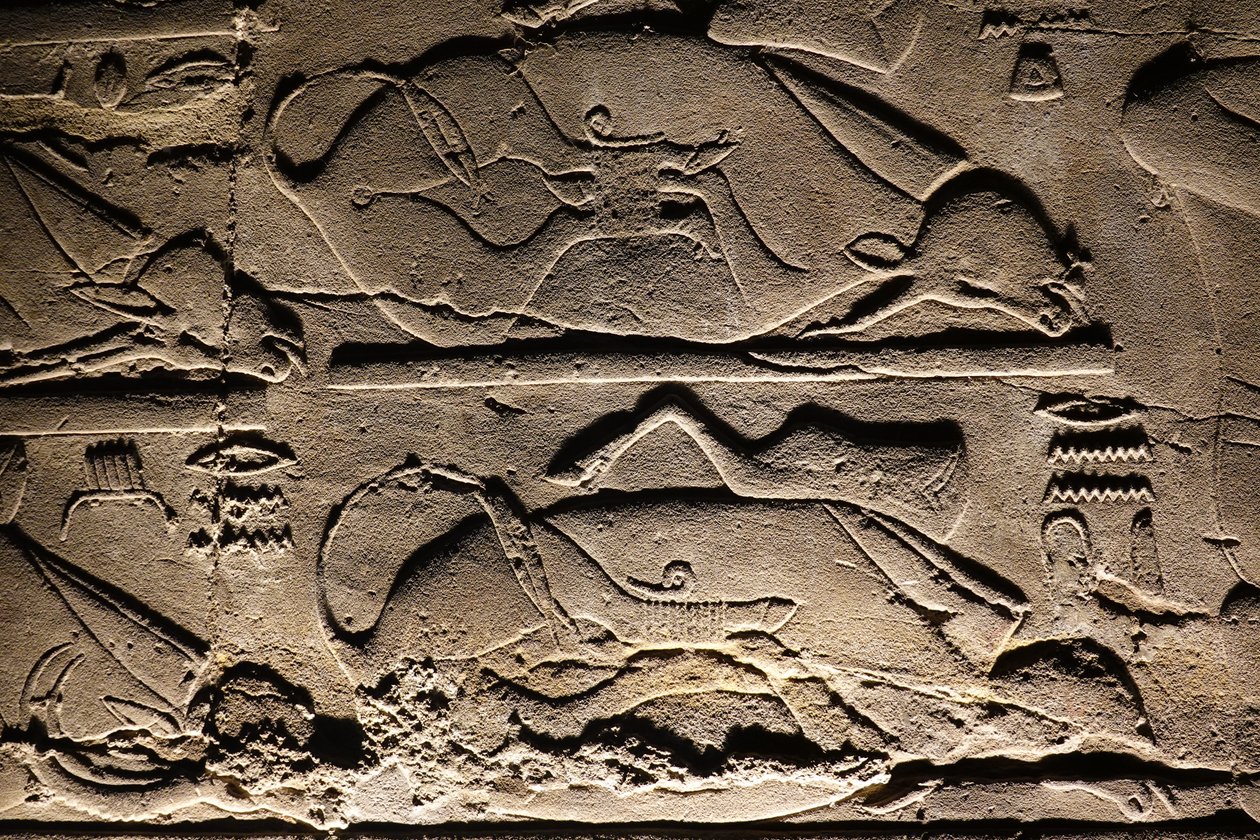 Tempio di Luxor: Mucche sacrificate da Egyptian Egyptian