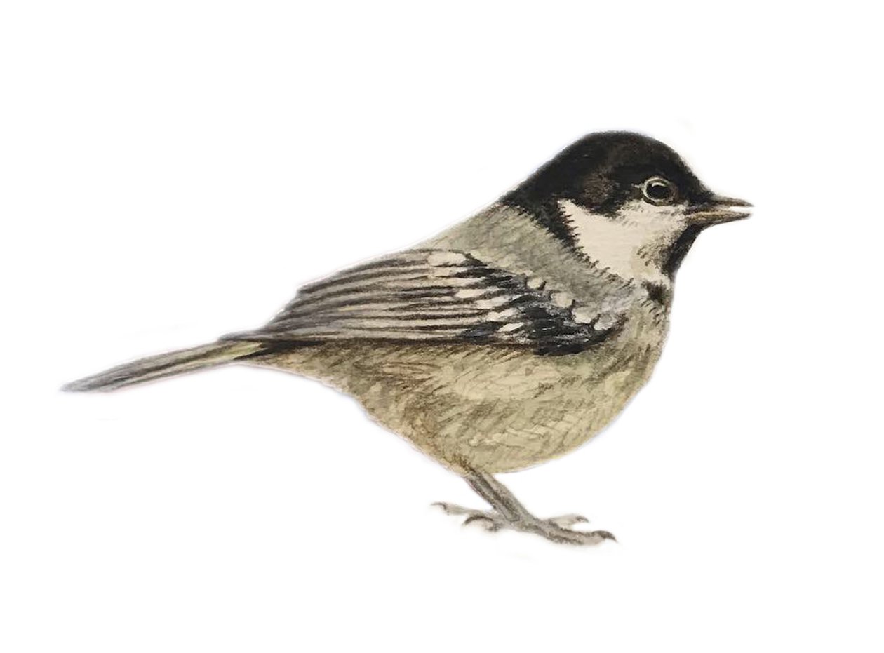Coal Tit, 2019 (acquerello e matita) da Eleanor Grafton
