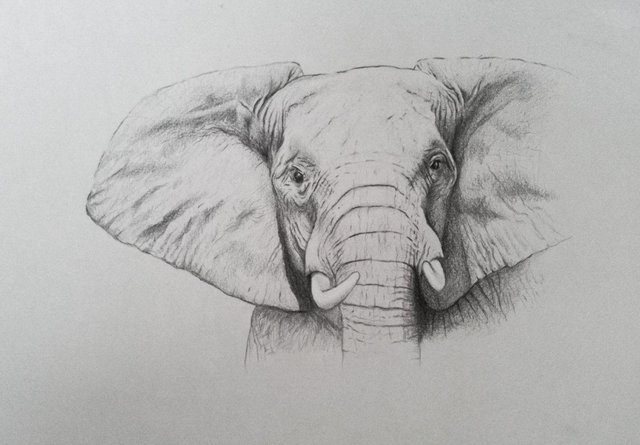 Elefante, 2011 (acquerello e matita su carta) da Eleanor Grafton