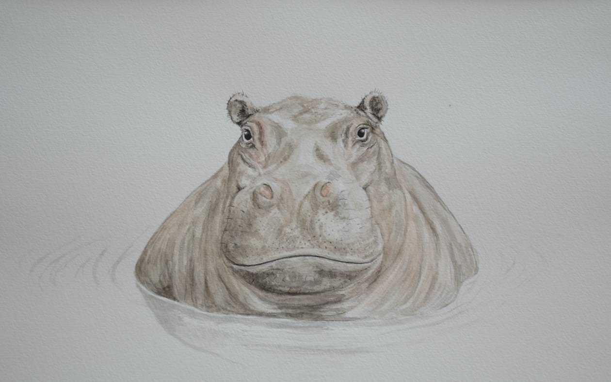 Ippopotamo, 2021 (acquerello) da Eleanor Grafton