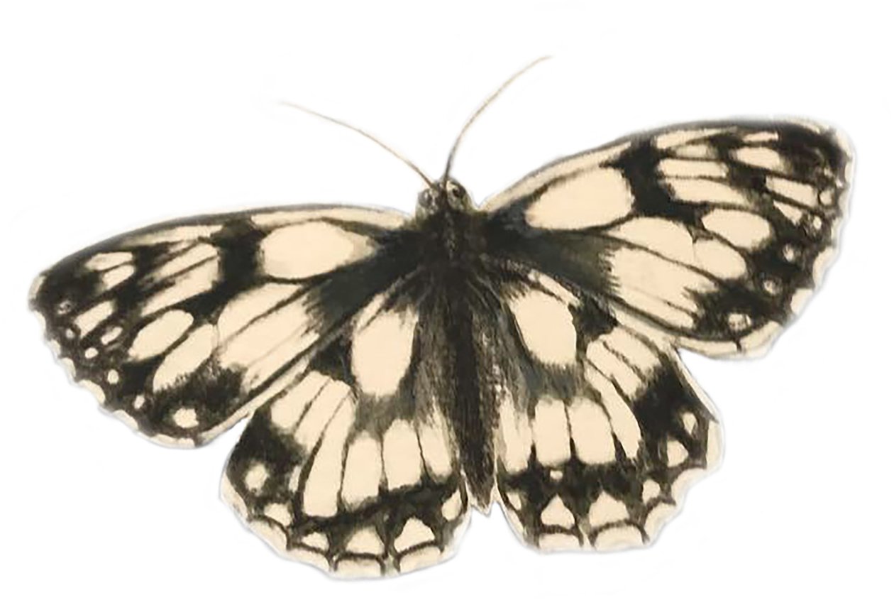 Farfalla bianca marmorizzata, 2019 (acquerello e matita) da Eleanor Grafton