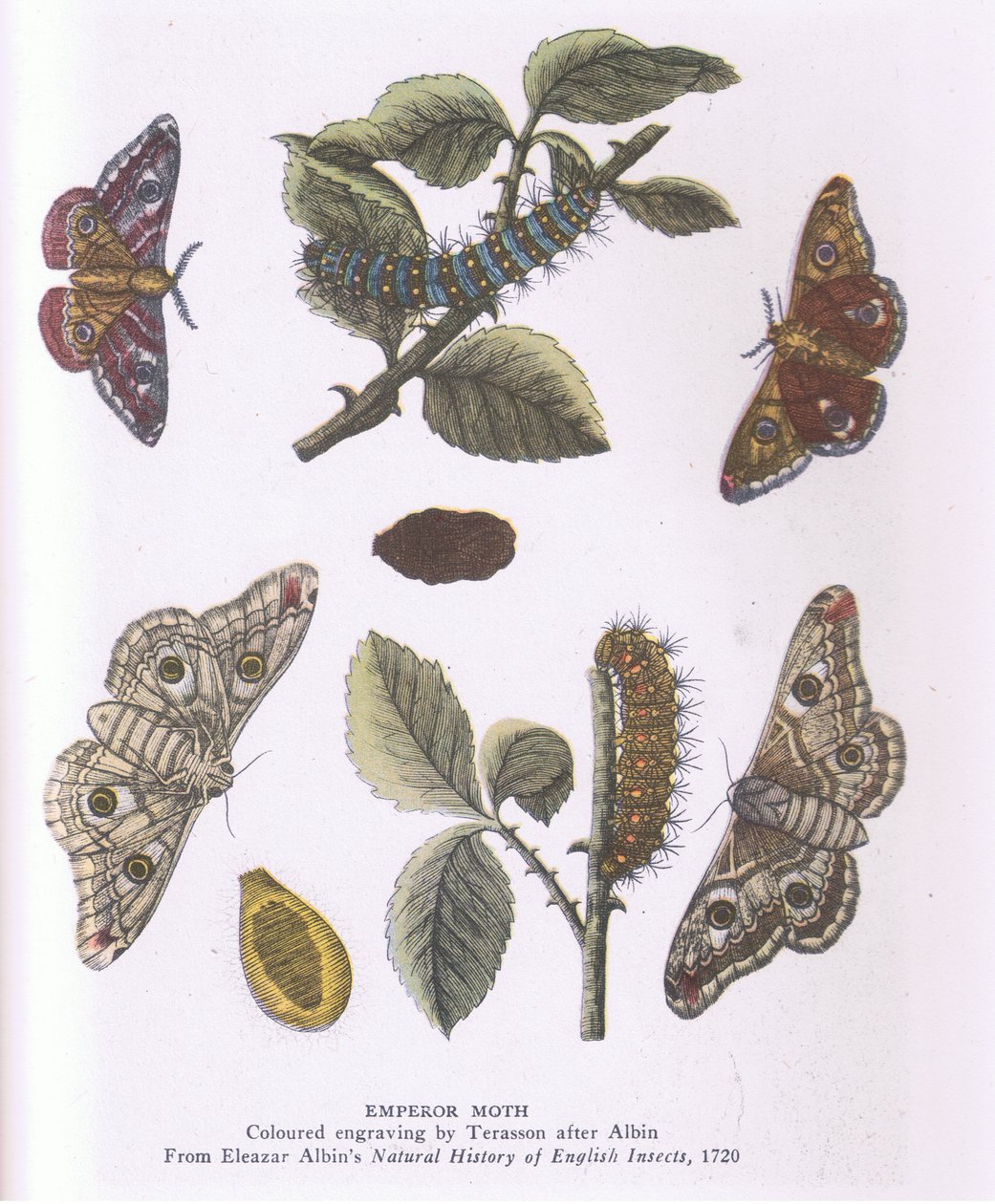 Farfalla Imperatore, Natura in Gran Bretagna pubblicata da Collins da Eleazar (after) Albin