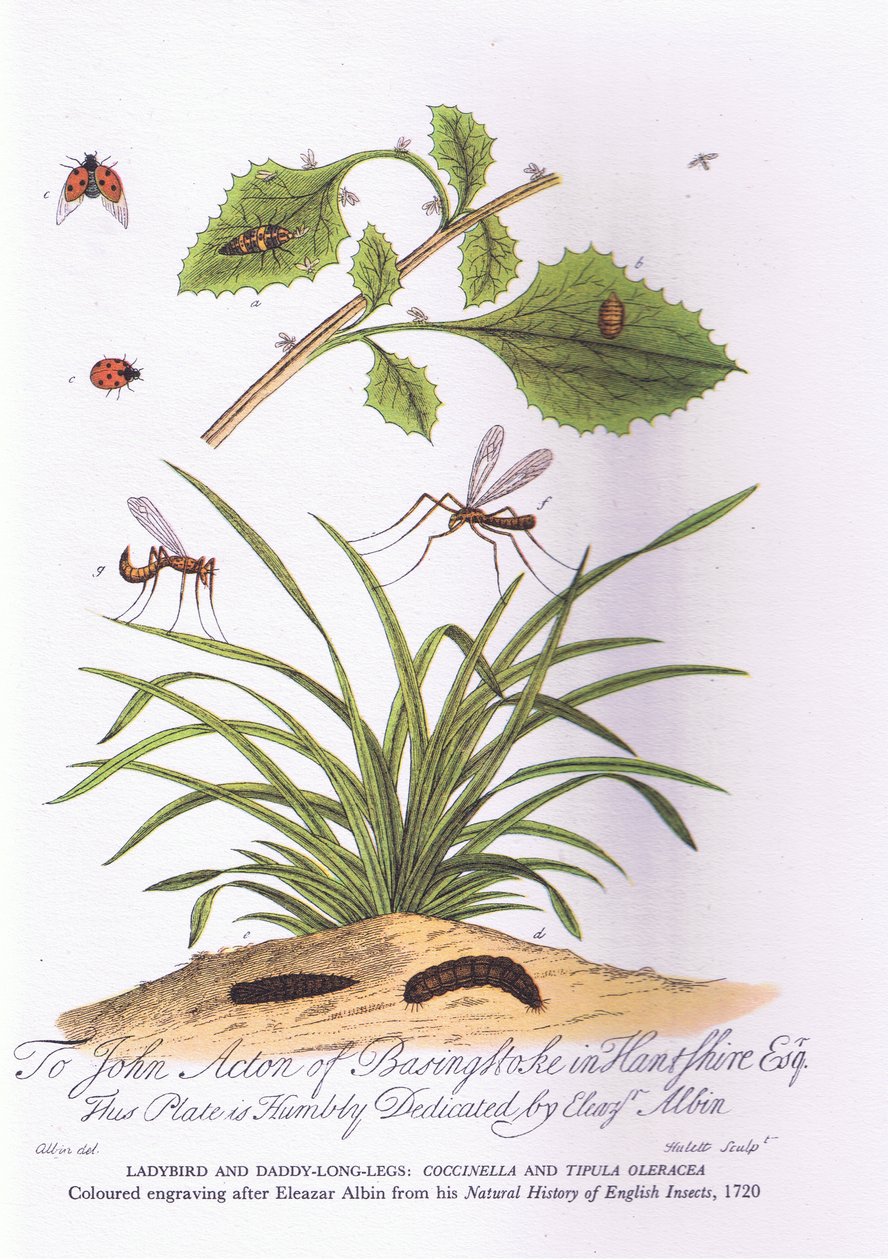 Coccinella e papà gambe lunghe: Coccinella e Tipula Oleracea (litografia a colori) da Eleazar (after) Albin