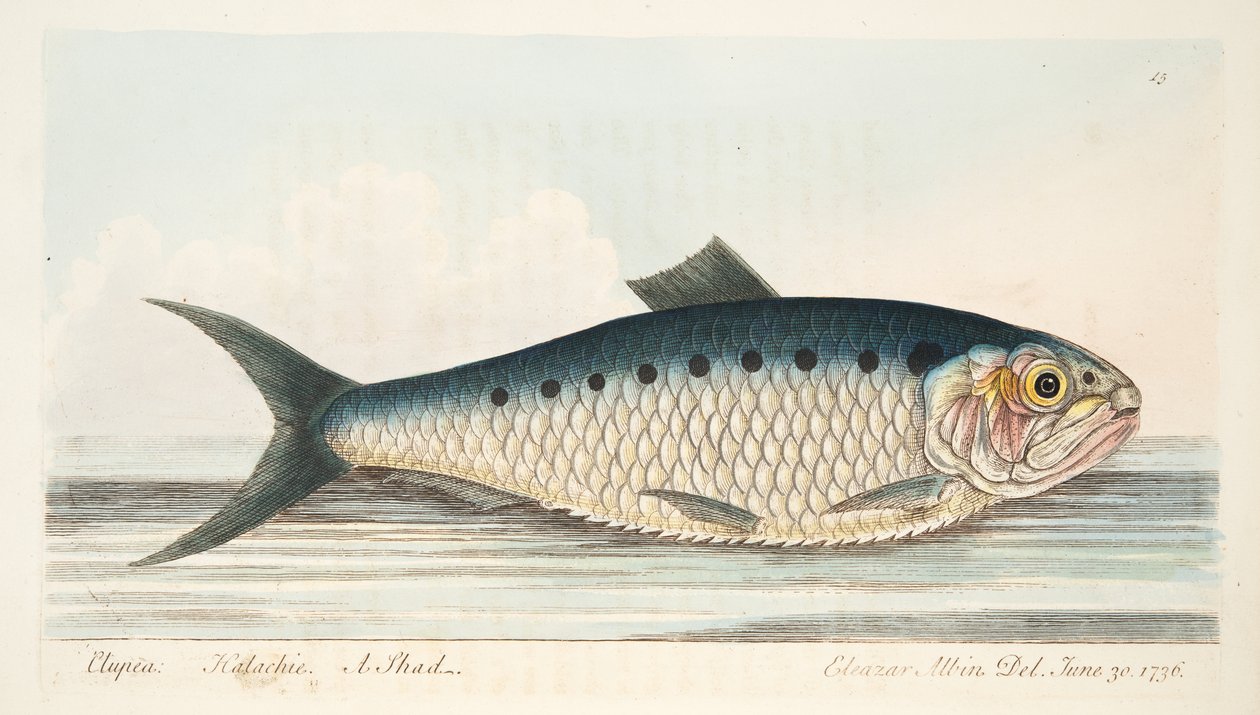 Lo shad, da Un trattato sui pesci e sugli stagni, pub. 1832 da Eleazar Albin