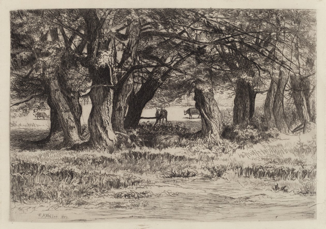 Un Gruppo di Salici da Eleazer Hutchinson Miller