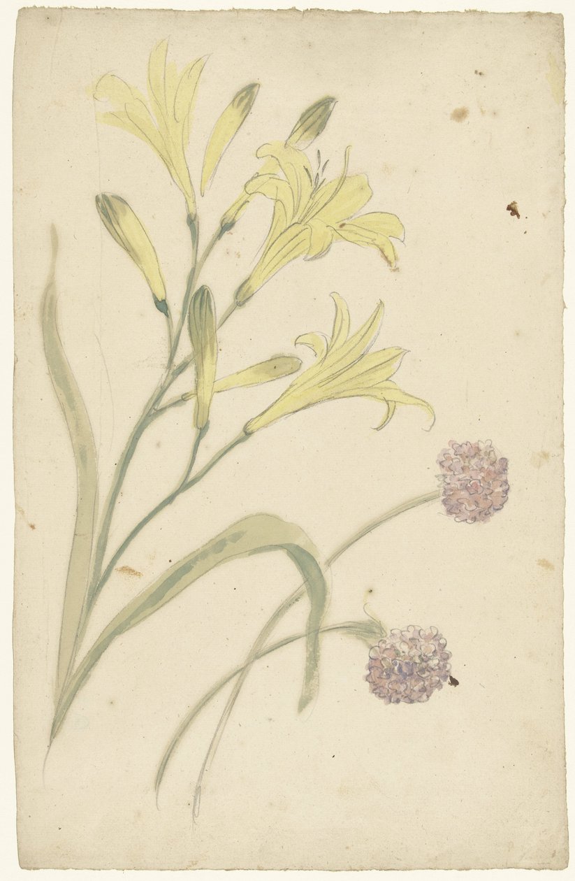 Studi di fiori di un giglio giallo e di una cipolla in fiore da Elias van Nijmegen