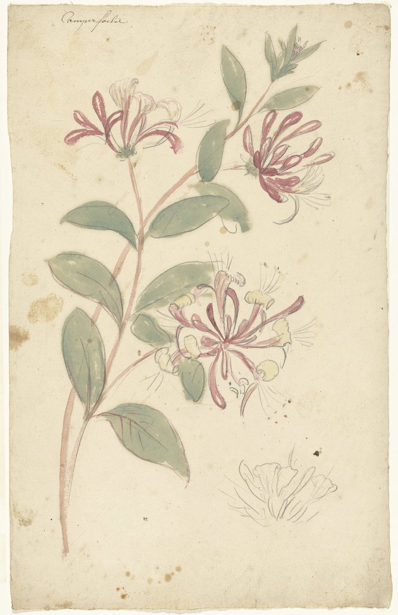 Caprifoglio da Elias van Nijmegen