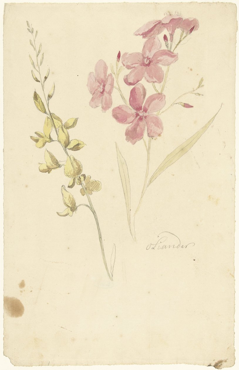 Oleandro e ginestra da Elias van Nijmegen