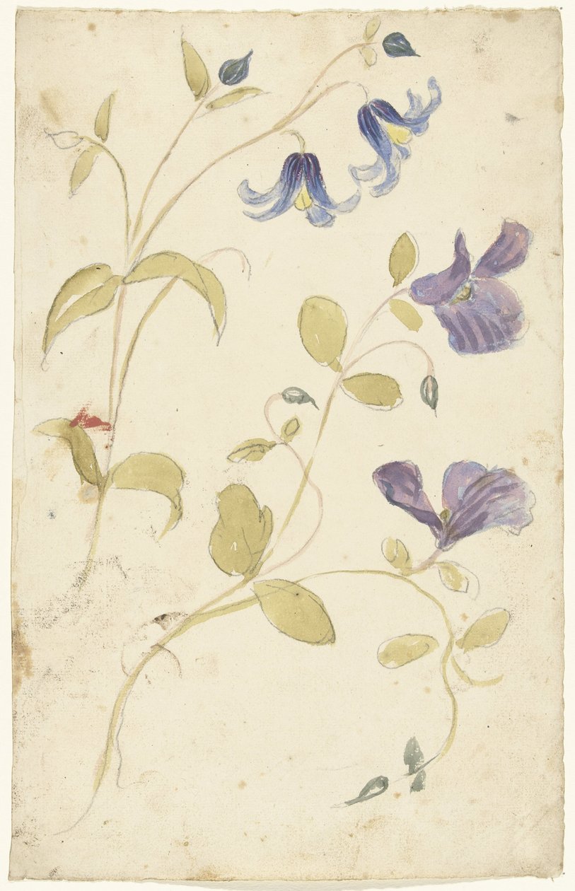 Studi di fiori viola e blu da Elias van Nijmegen
