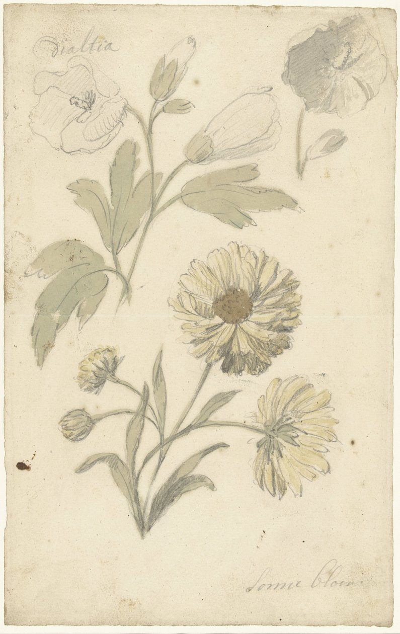 Studi di girasoli e dialtia da Elias van Nijmegen