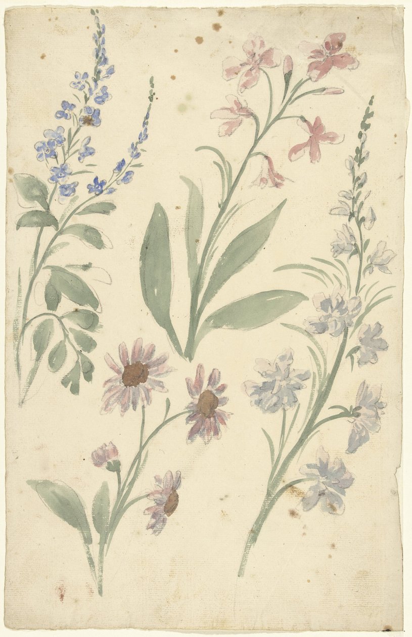 Quattro studi di fiori rosa e blu da Elias van Nijmegen