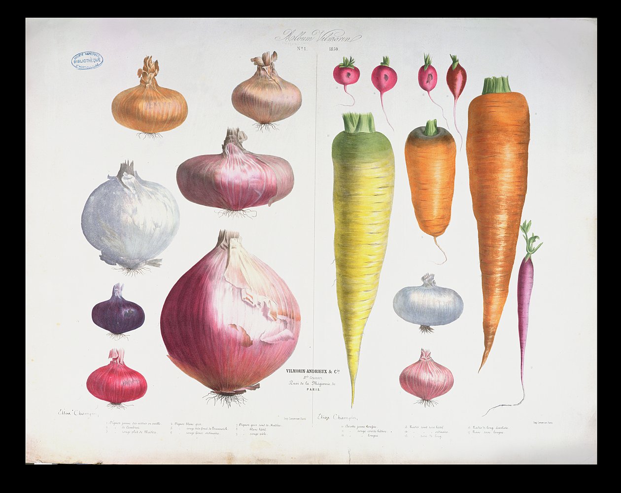 Cipolle, Ravanelli e Carote, dal primo Album Vilmorin, 1850 da Elisa Champin