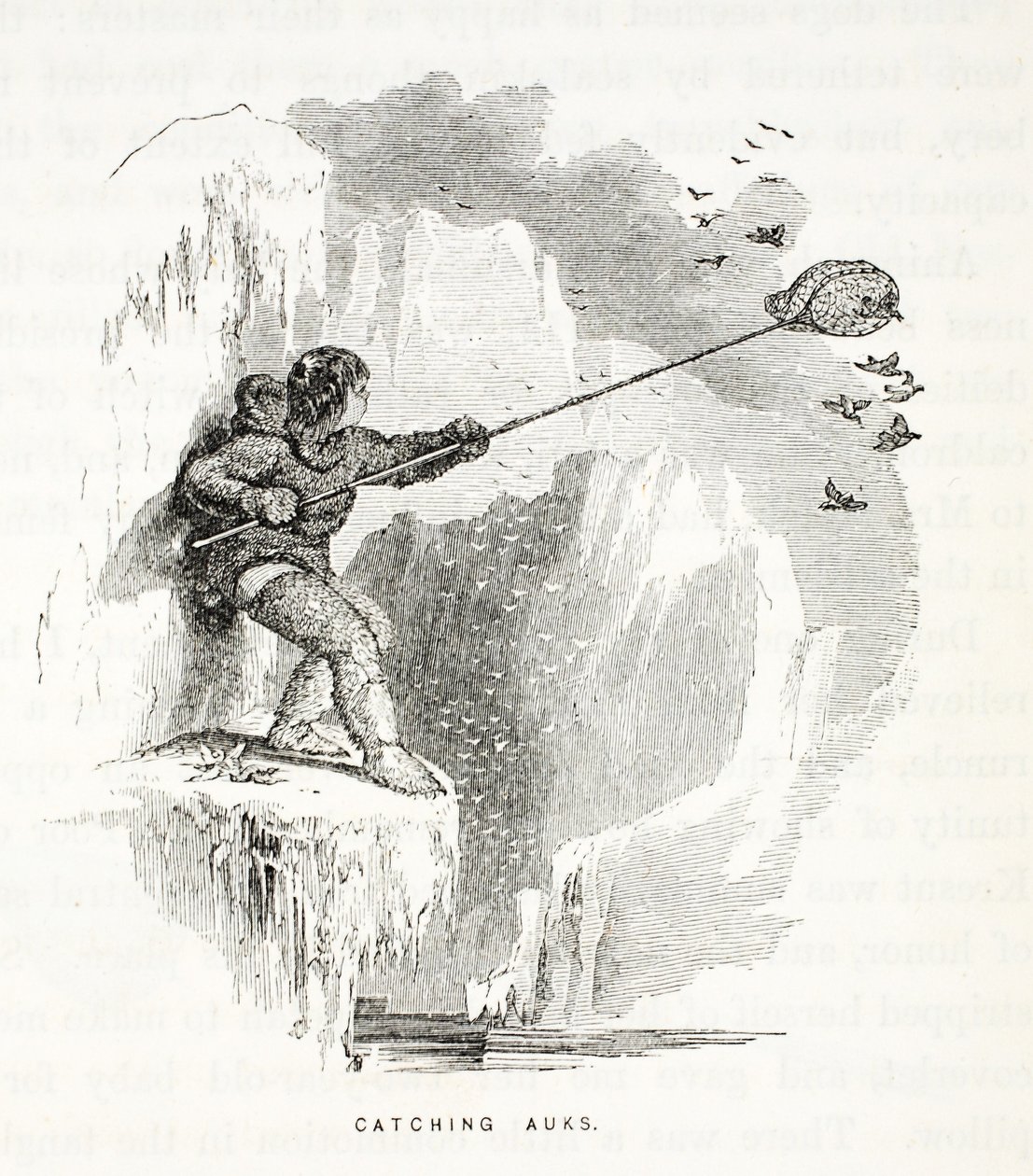 Cattura degli alk, illustrazione da 