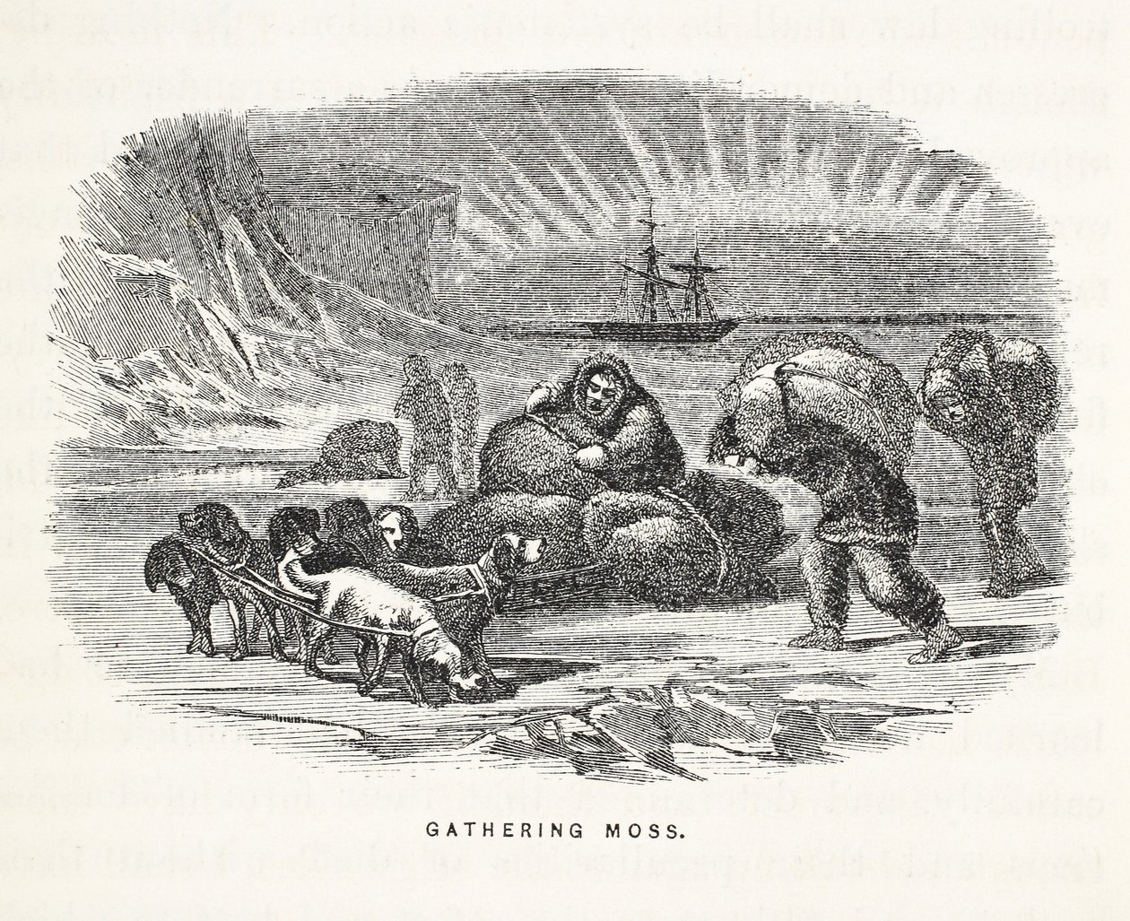 Raccolta di muschio, illustrazione da 