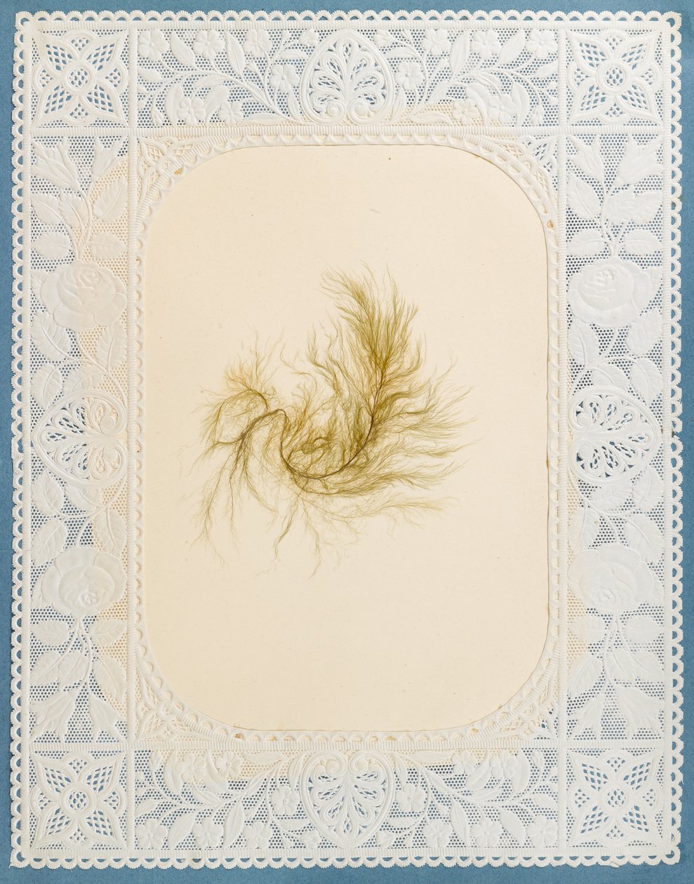 Alghe da Eliza A. Jordson