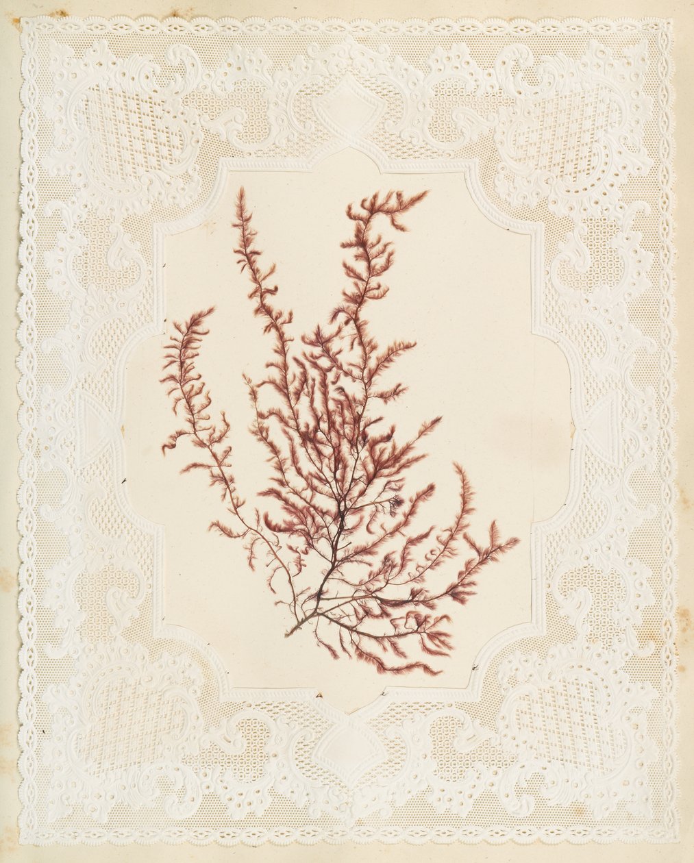 Alghe da Eliza A. Jordson
