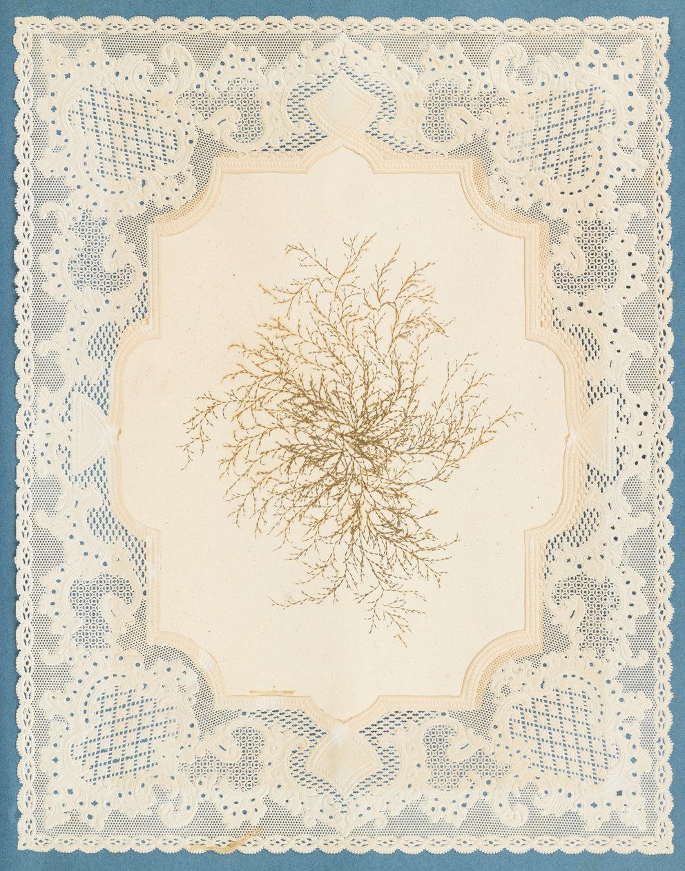 Alghe da Eliza A. Jordson