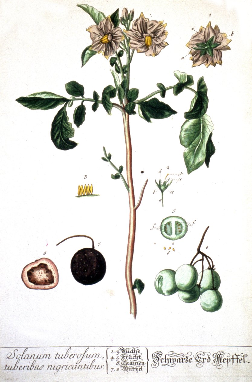 La patata, 1737 da Elizabeth Blackwell