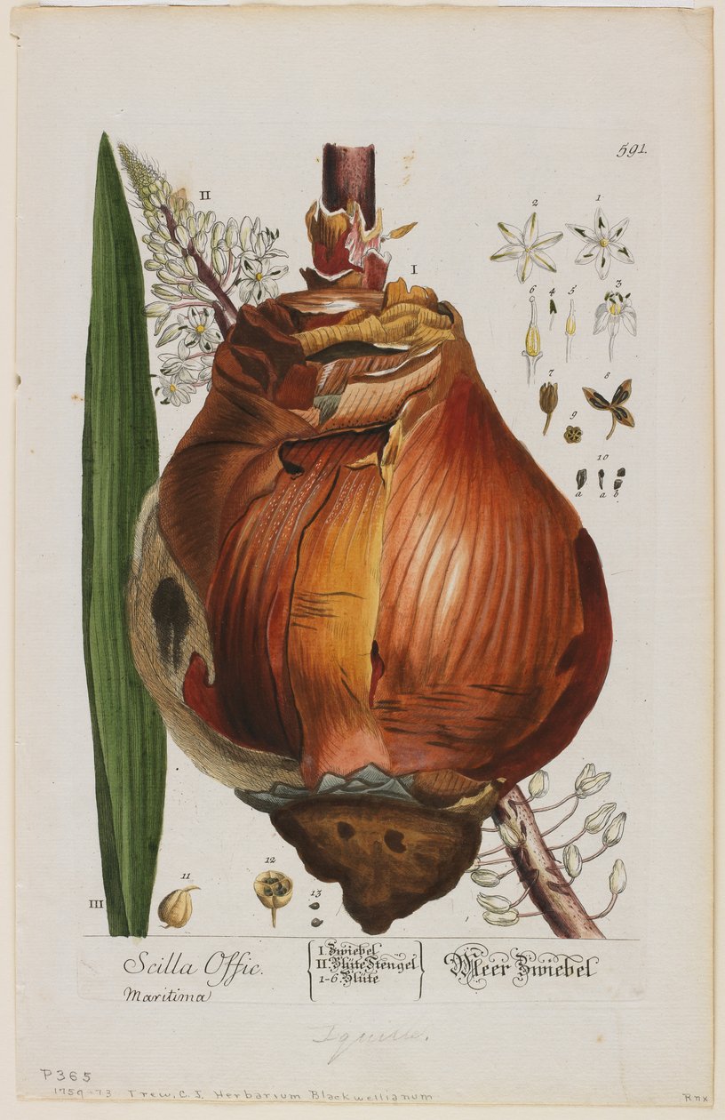 Scilla Offic, 1757-73 da Elizabeth Blackwell