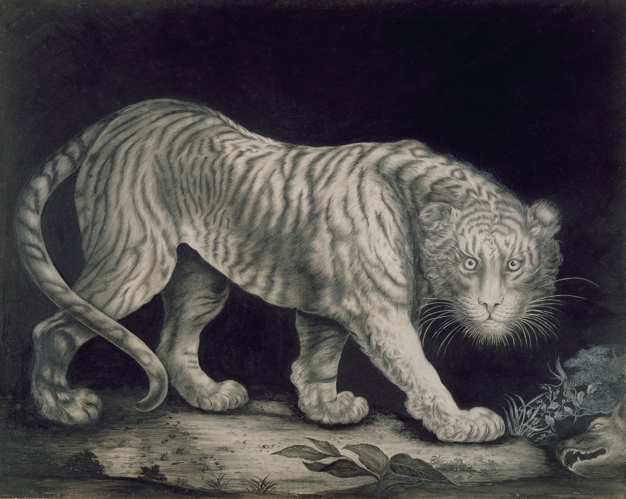 Una tigre in agguato da Elizabeth Pringle